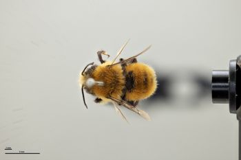 Media type: image;   Entomology 786060 Aspect: habitus dorsal view